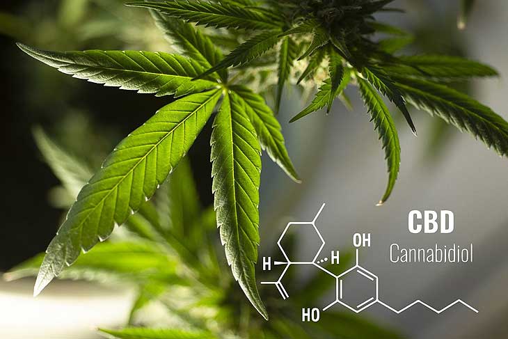 Cannabidiol (CBD) ist ein Phyto-Cannabinoid aus der weiblichen Hanfpflanze